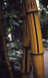 bamboo - stripy - Hong Kong